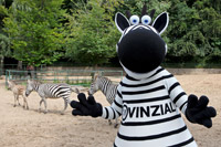 Zebras unter sich: Hein Daddel war zu Besuch bei den Bhm-Zebras im Tierpark Gettorf.